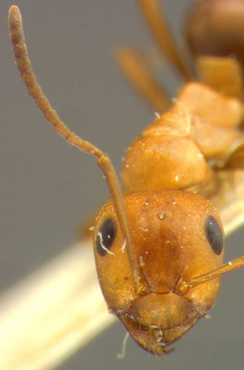 Media type: image;   Entomology 21725 Aspect: head frontal view